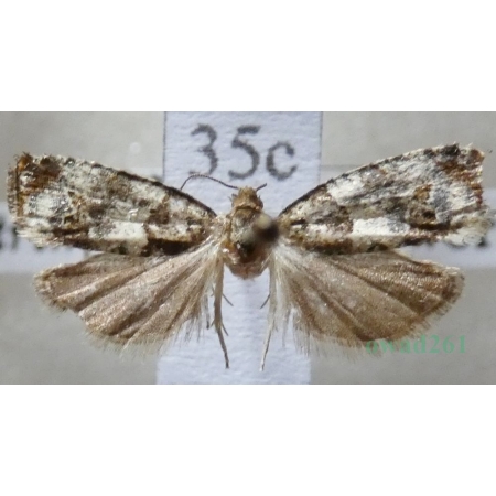 Notocelia trimaculana (Haworth, 1811) Czech35c